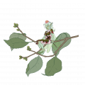 Pixie 012 CC-BY-SA Oozejar-sm.png